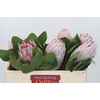 Protea Cynaroides