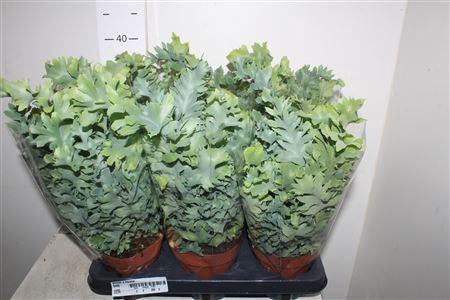 <h4>Phlebo A Davana</h4>