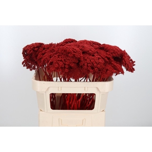 Ammi Zaad Kl Bh Rood