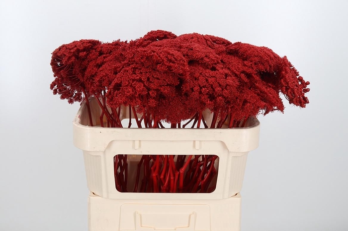 <h4>Ammi Zaad Kl Bh Rood</h4>