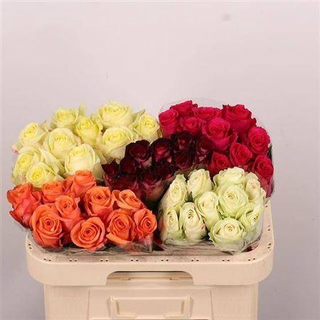 <h4>R Gr Gem In Fust</h4>