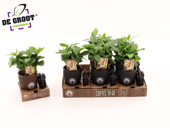 <h4>Coffea in bruikbaar To Go beker</h4>