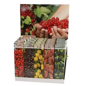 Arbustes fruitiers autre