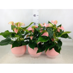 Anthurium   ...mix