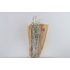 Dried Papaver Small Platinum Bunch Slv