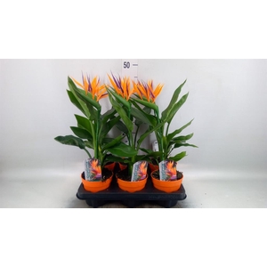 Arr.  Strelitzia L%