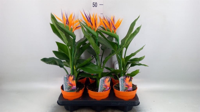 <h4>Arr. Strelitzia L%</h4>