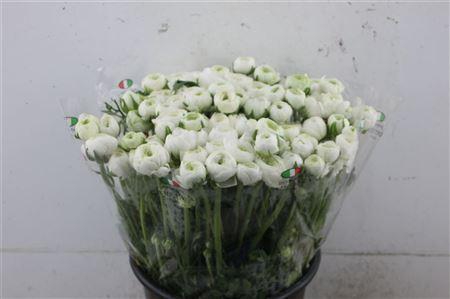 <h4>RAN EL EXTRA WHITE</h4>