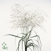 Siergras Panicum Vir Squaw