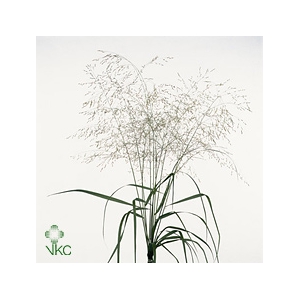 Panicum Squaw