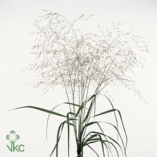 <h4>Panicum Squaw</h4>
