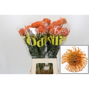 LEUCO AYOBA ORANGE