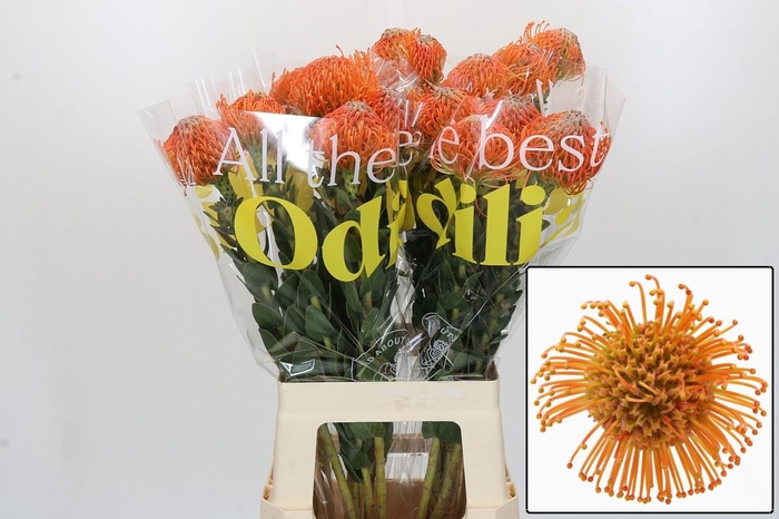 <h4>LEUCO AYOBA ORANGE</h4>