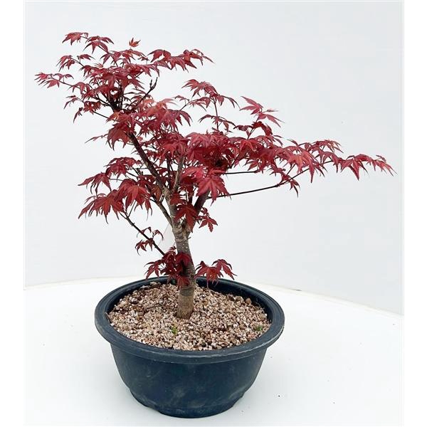 <h4>Acer palmatum 'Deshojo', in 20 cm. trainingspot.</h4>