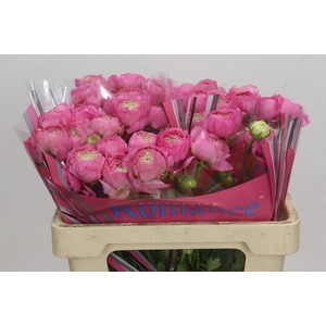 Ranunculus Romance Louis