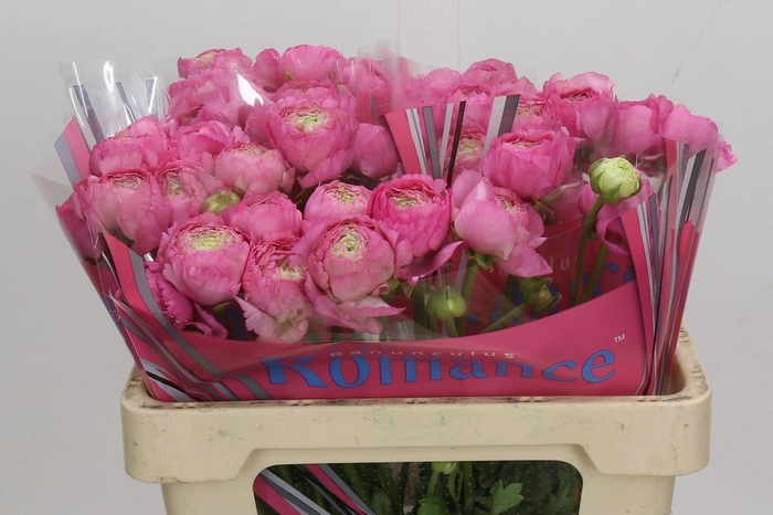 <h4>Ranunculus Romance Louis</h4>