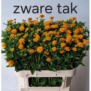 Heliopsis Helian Asahi MTS Kwinten