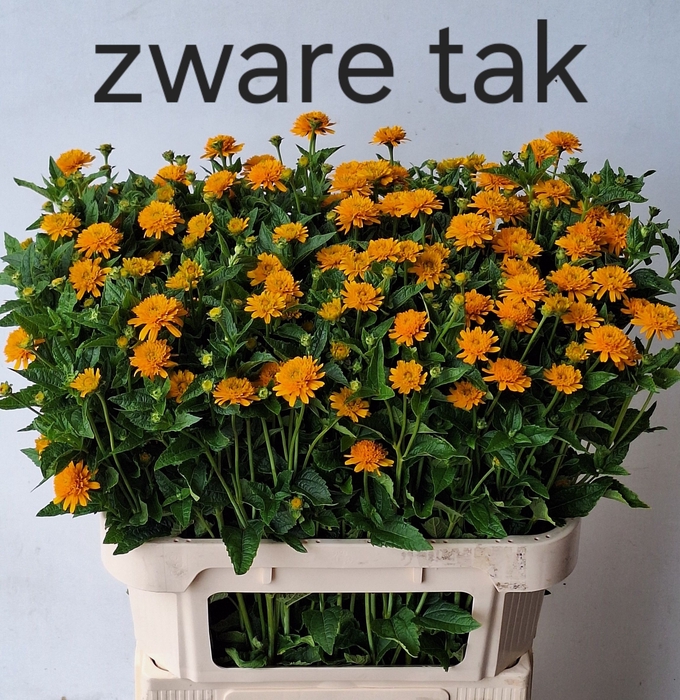 <h4>Heliopsis Helian Asahi MTS Kwinten</h4>