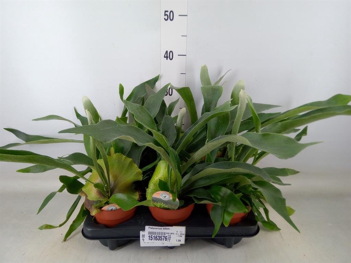 <h4>Platycerium bifurc.</h4>