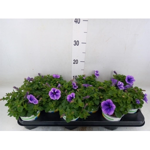 Petunia  'Sweetunia Starfish'