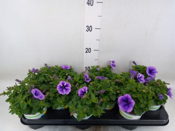 <h4>Petunia 'Sweetunia Starfish'</h4>
