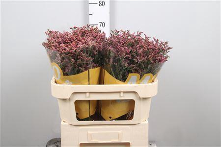 <h4>Lim Sin China Red</h4>