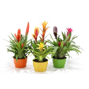 Bromelia compositie H% keramiek Coupe Exotic Classic Ø16