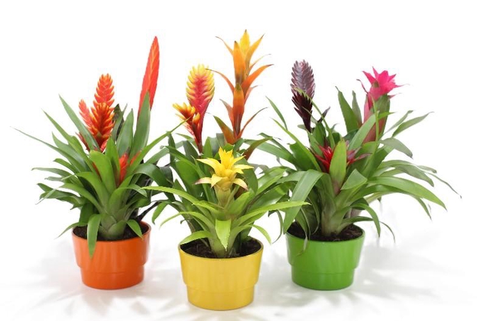 <h4>Bromelia compositie H% keramiek Coupe Exotic Classic Ø16</h4>