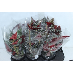 BEGONIA MACULATA SPOTLIGHT P15 VARIADO