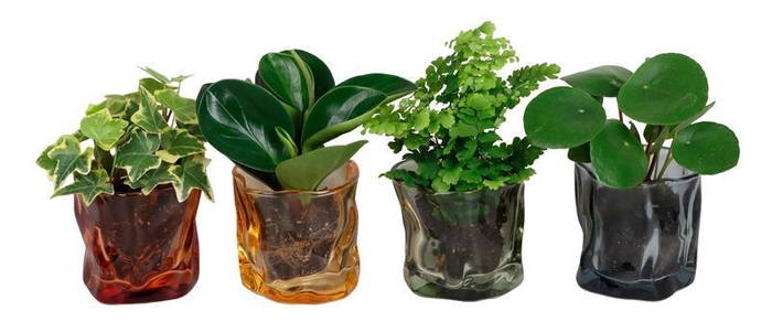 <h4>L 67394 W. GREEN MIX 6 CM</h4>