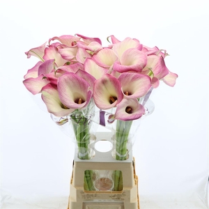 Calla Denver