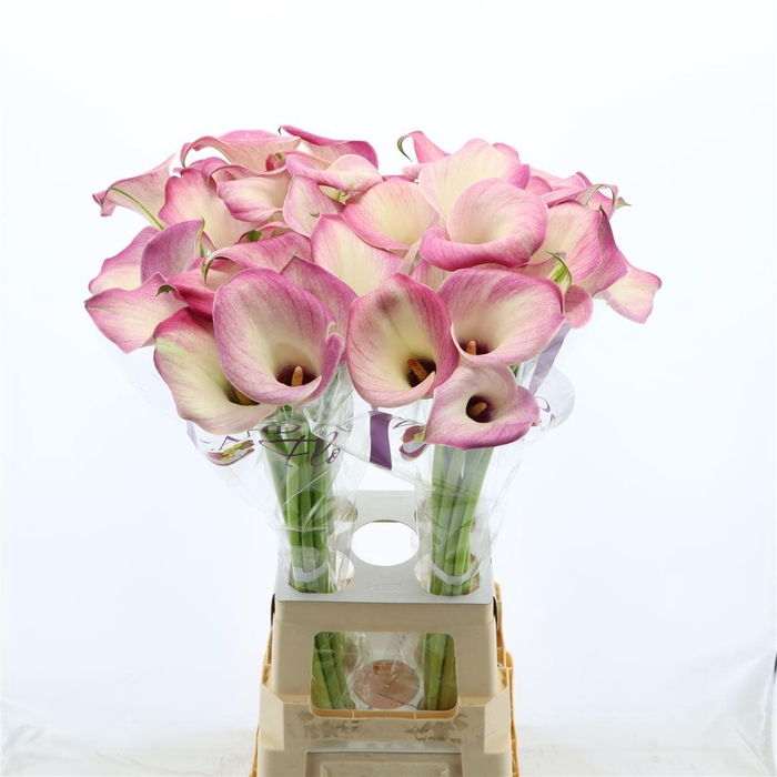 <h4>Calla Denver</h4>