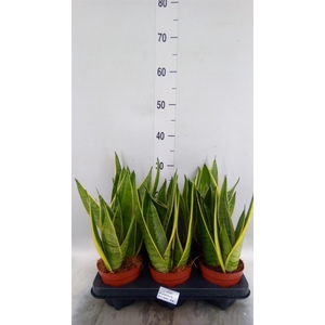 Sansevieria zeylanica