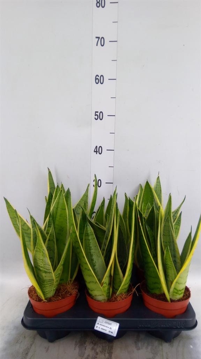 <h4>Sansevieria zeylanica</h4>