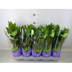 Zamioculcas zamiifolia