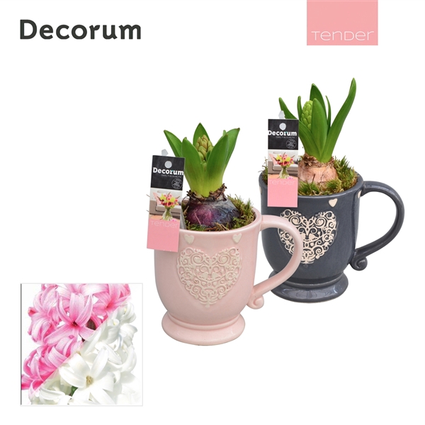 <h4>Arrangementen Hyacinthus 6%</h4>