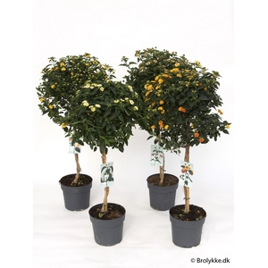 LANTANA CAMARA-HYBRID P23