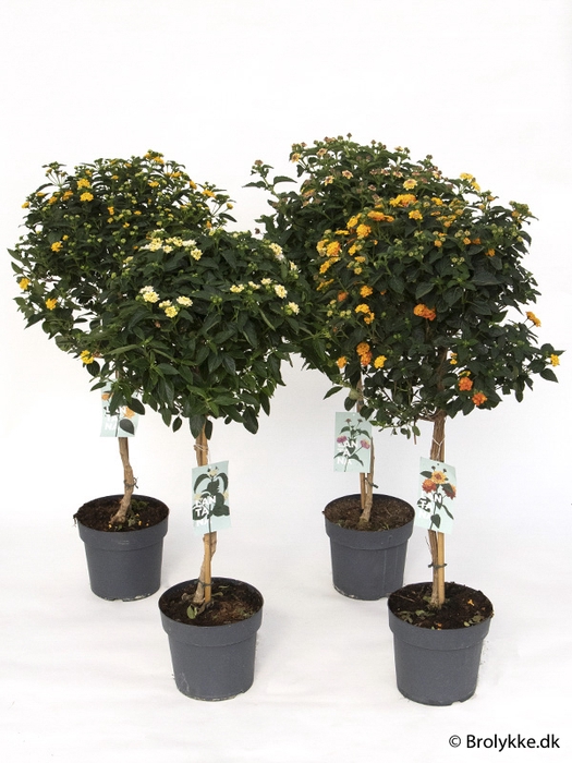 <h4>LANTANA CAMARA-HYBRID P23</h4>