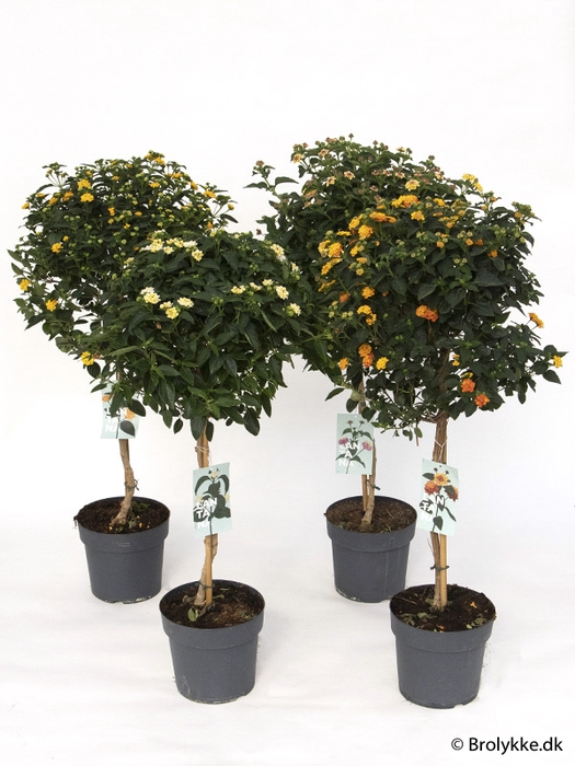 <h4>LANTANA CAMARA-HYBRID P23 STAM</h4>