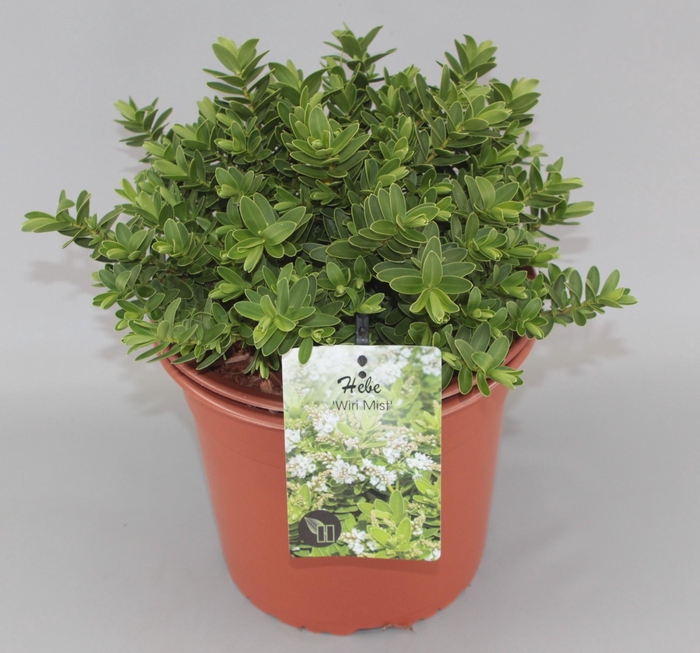 <h4>Hebe 'Wiri Mist' C5</h4>