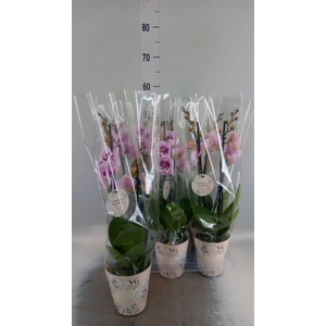 Phalaenopsis   ...
