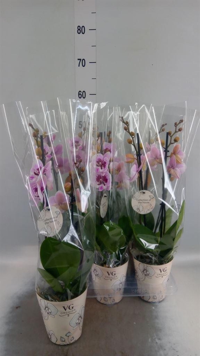 <h4>Phalaenopsis   ...</h4>