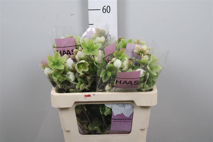 <h4>Hell Magnific Bells</h4>