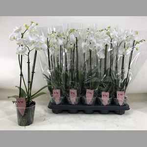 PHAL AN INVERNESS
