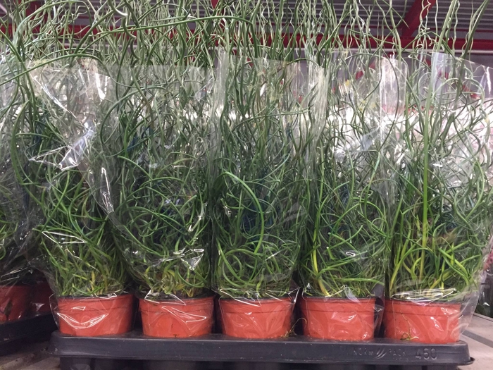 JUNCUS EF SPIRALIS
