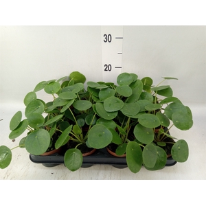 Pilea peperomoides