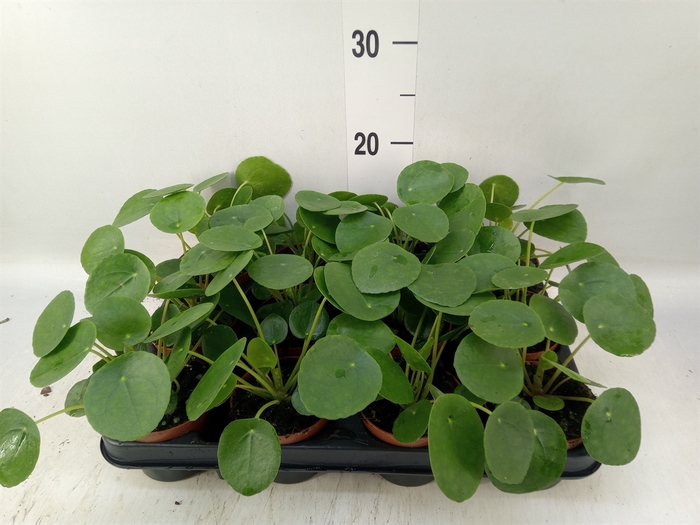<h4>Pilea peperomoides</h4>
