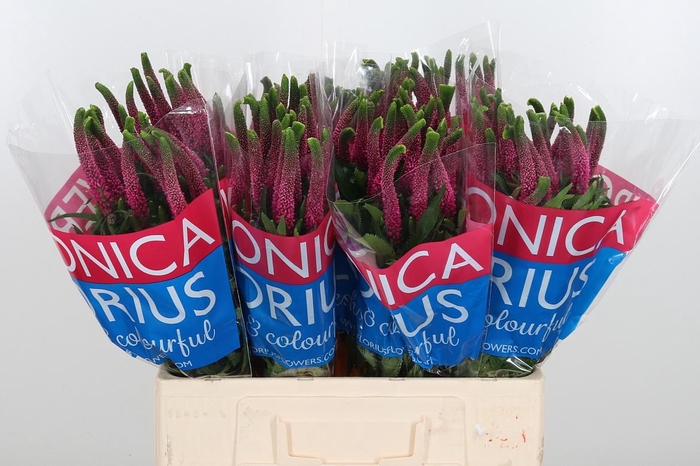 <h4>Veron Smart Iselle</h4>