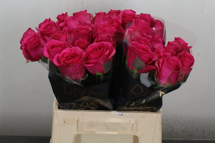 <h4>R Gr Hottie+</h4>