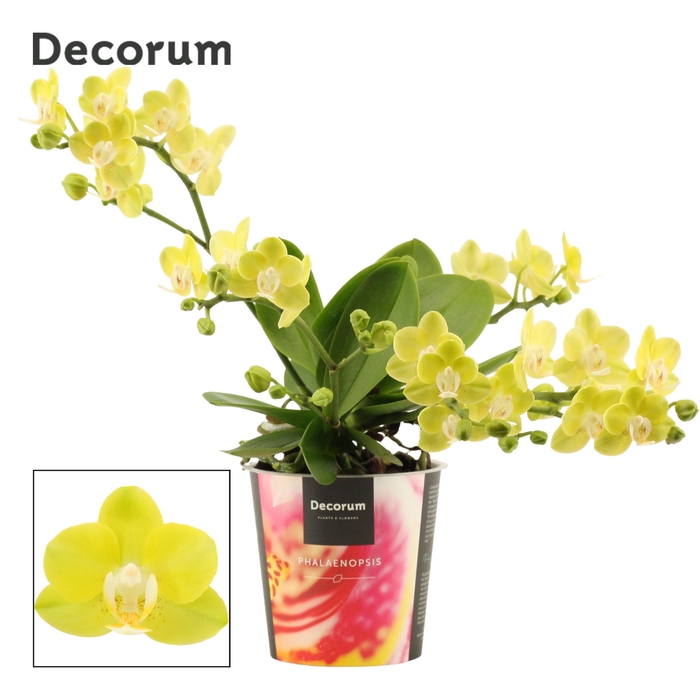 <h4>Phalaenopsis Table Lemon 3-4 tak (Decorum)</h4>